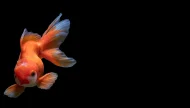 An elegant orange and white fancy goldfish with flowing fins swimming gracefully, isolated against a solid black background.