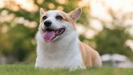 Pembroke Welsh Corgi puppy smiling and lying down on green grass in a park at sunset