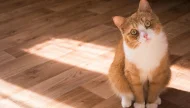 An adorable orange and white cat sitting on a hardwood floor in a patch of sunlight, looking up at the camera with a curious head tilt.