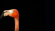 A dramatic close-up portrait of a vibrant orange flamingo's head and neck, isolated against a solid black background.
