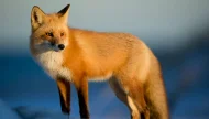 A majestic red fox stands alert on a snowy hill, its orange fur glowing in the warm light of the setting sun against a cool blue background.