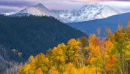 A stunning autumn landscape in the Rocky Mountains, featuring a vibrant grove of golden aspen trees in the foreground and distant snow-capped peaks under a dramatic purple sunset sky.