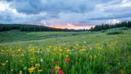 A vibrant mountain meadow bursting with colorful summer wildflowers, including red Indian Paintbrush and yellow sunflowers, under a dramatic cloudy sunset.